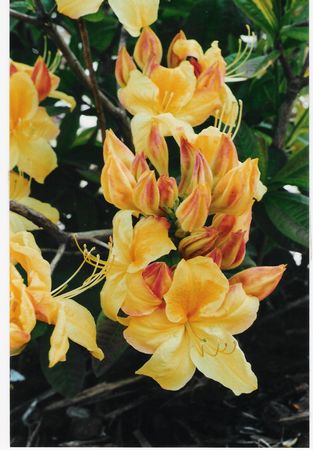 Azalea Sun Chariot